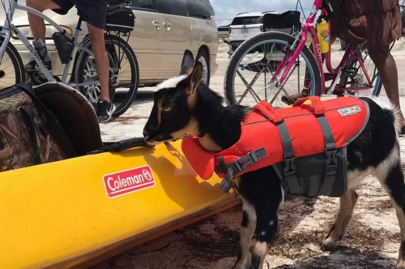 goat at the beach