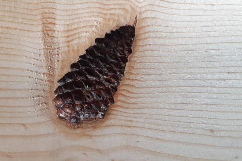pinecone that grew inside the wood of a tree 