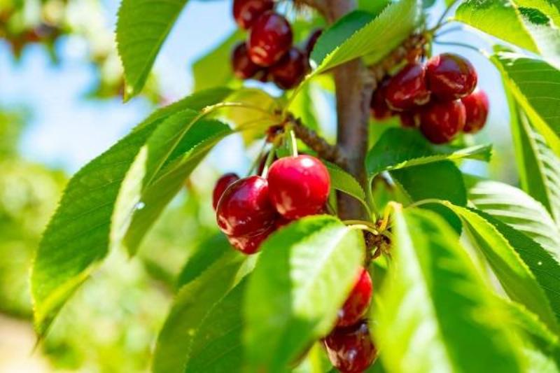 12 Alimentos Insanos 10 12 Alimentos Insanos 10