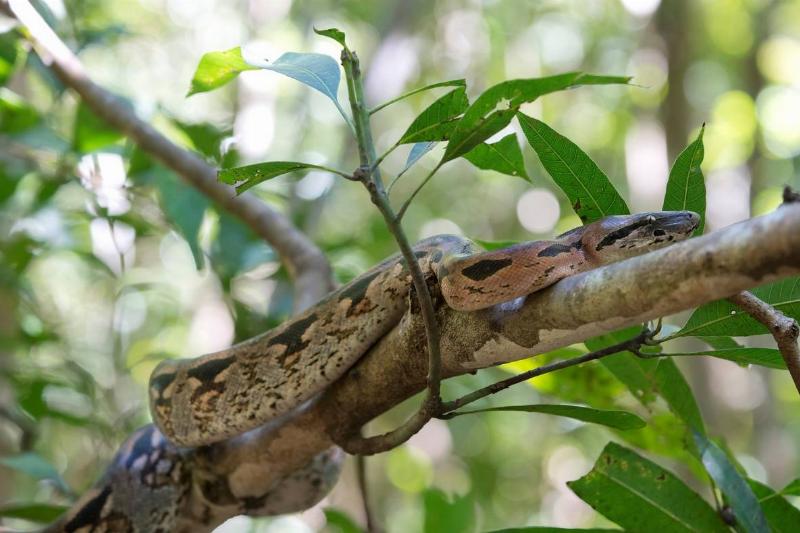 A boa climbs a tree.
