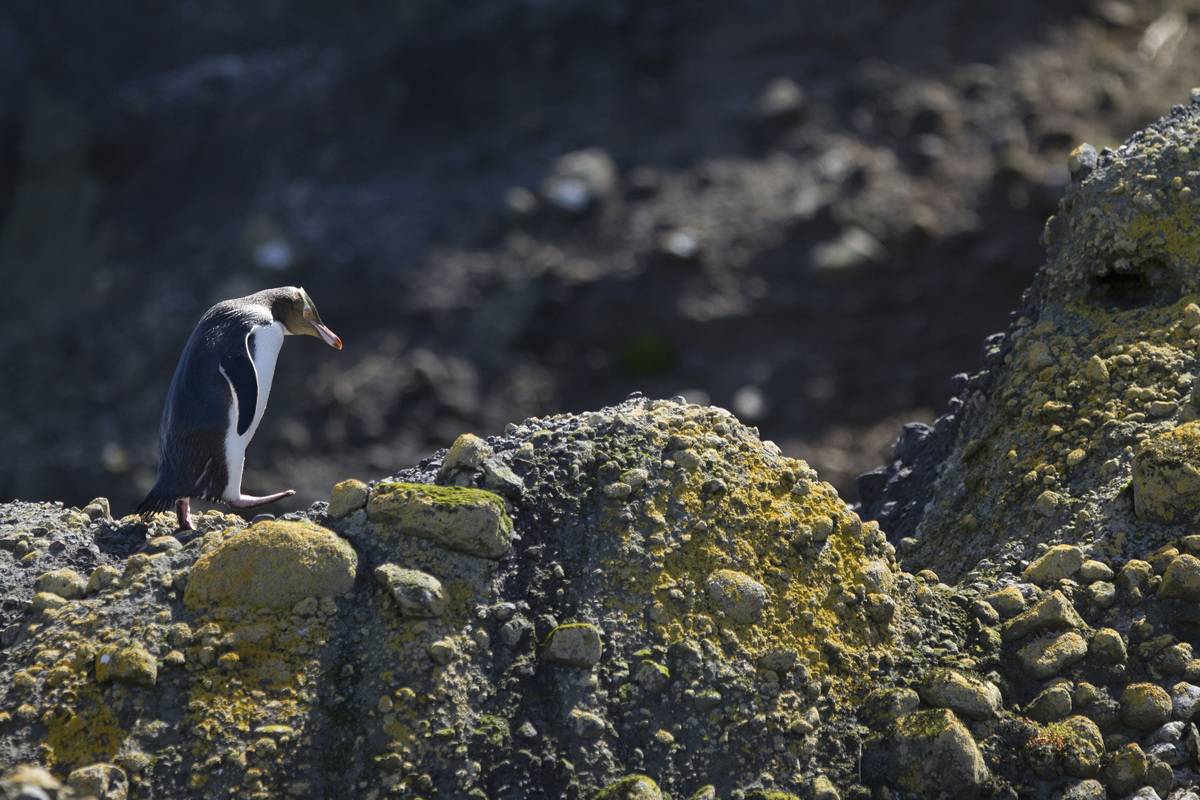 A penguin climbs the rocky shore of the Antipodes Islands.