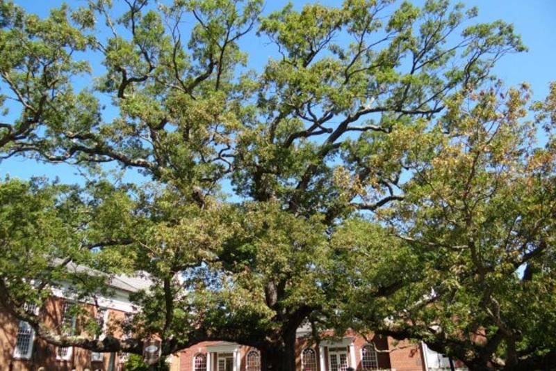 basking-ridge-oak-tree-67730-84317