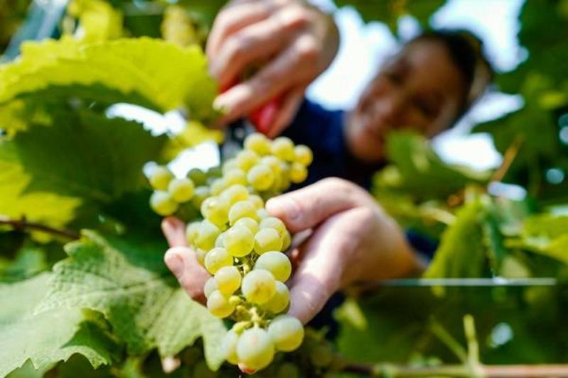 25 Comidas Baja Colesterol 4