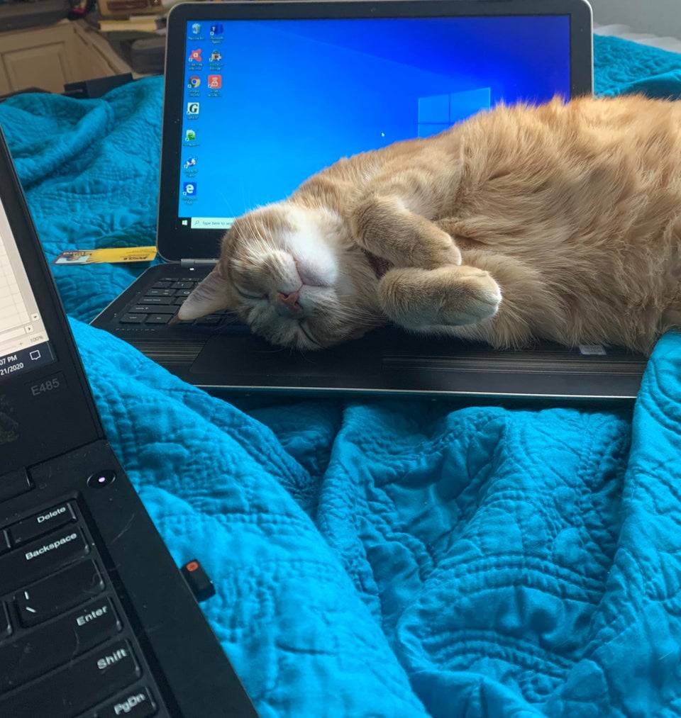using a decoy laptop for your cat