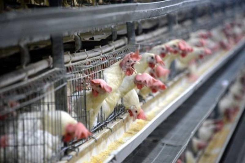 01 Renov Comida Insana 34 01 Renov Comida Insana 34