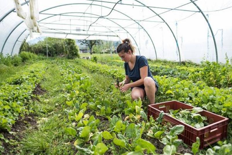 01 Renov Comida Insana 39 01 Renov Comida Insana 39