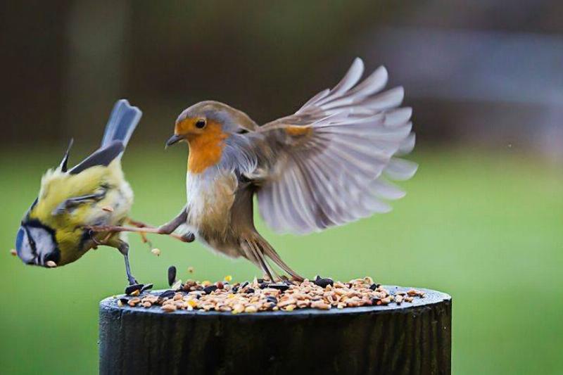 bird kicking another off the feeder