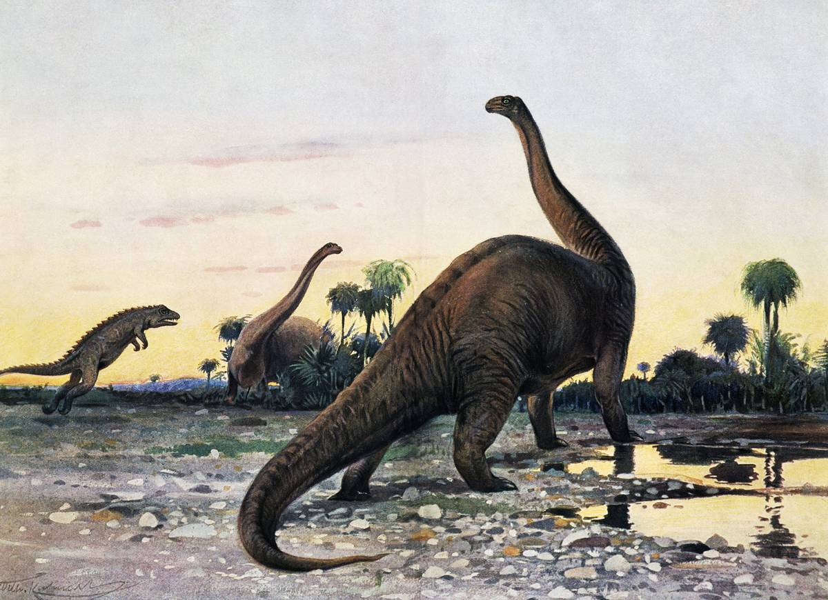 The Brontosaurus Was A Living Dinosaur