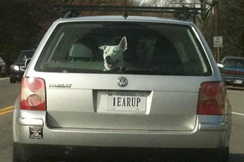 dog with one ear up and license plate