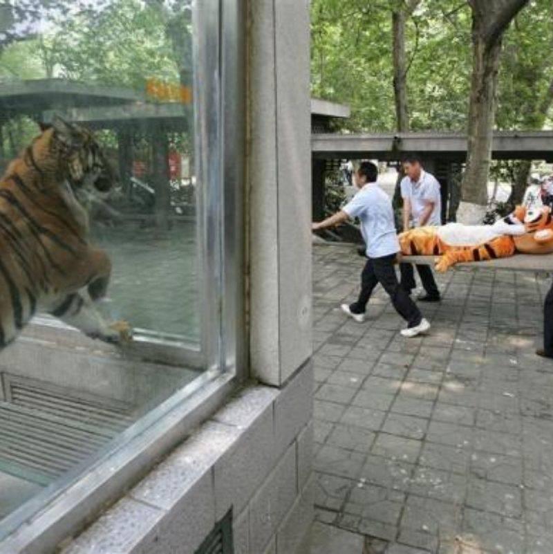 tiger looking at someone in a tiger costume