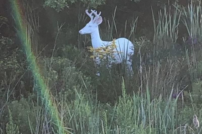ALBINO deer beside rainbow