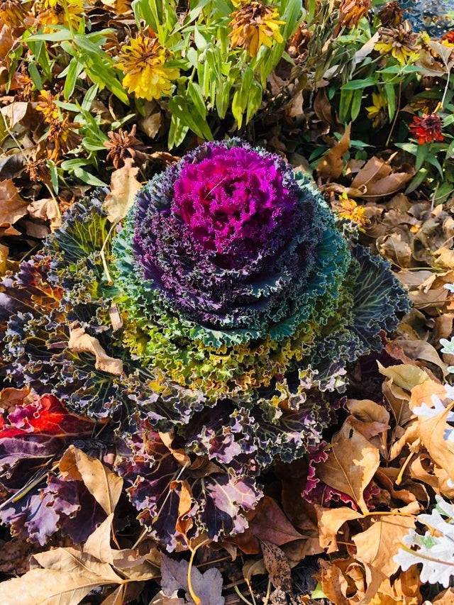 Colorful Cabbage