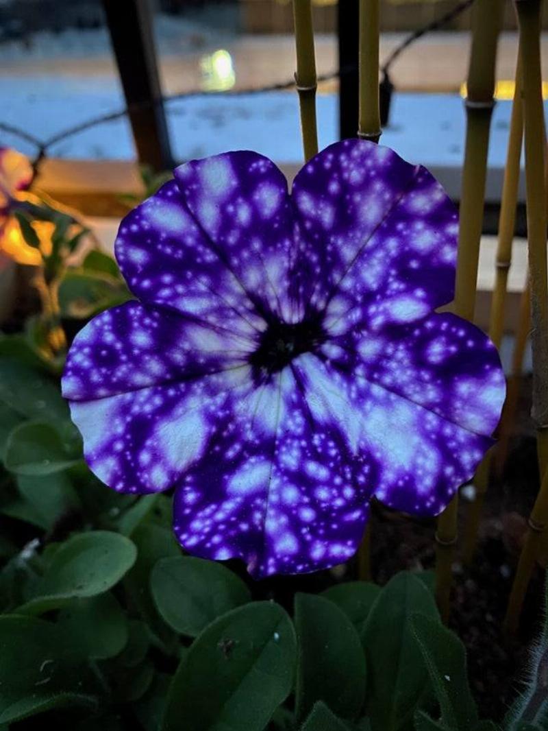 Flower that looks like a Galaxy