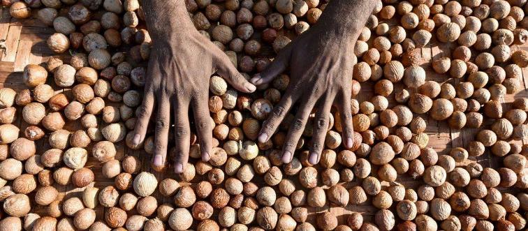A farmer dries areca nuts.