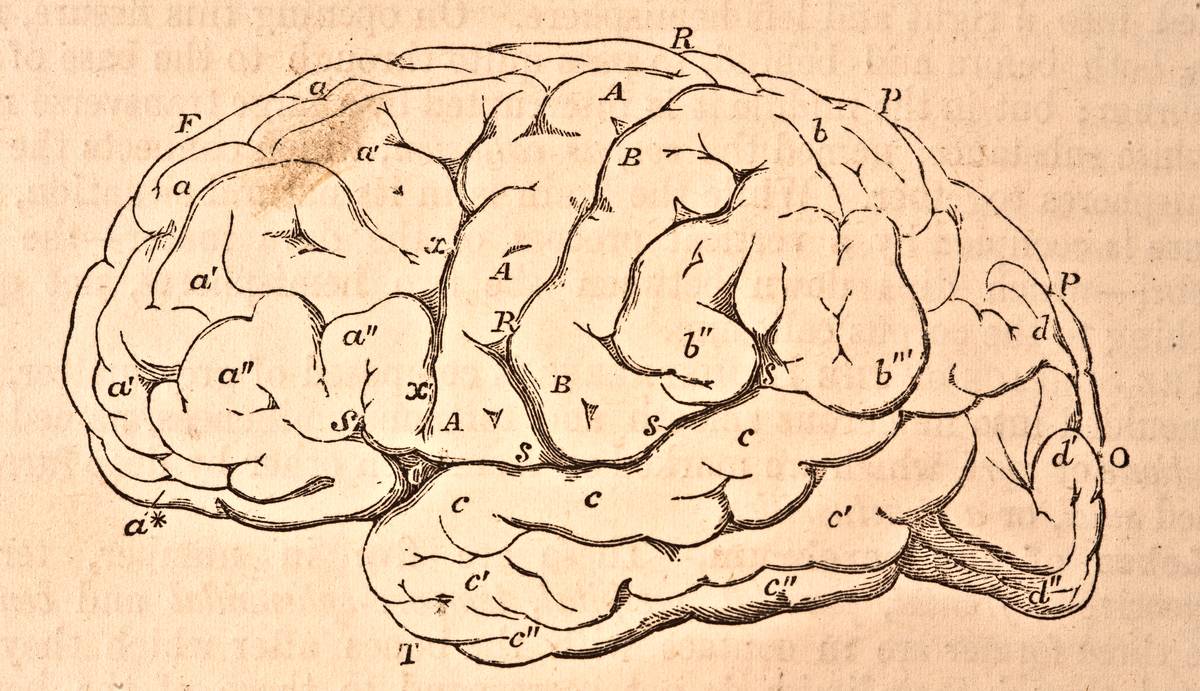 A diagram shows the human brain.