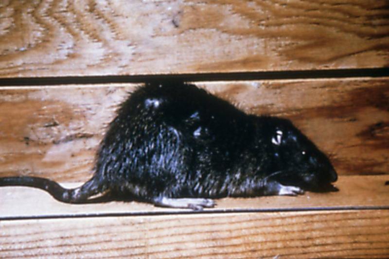Picture of a rat 
