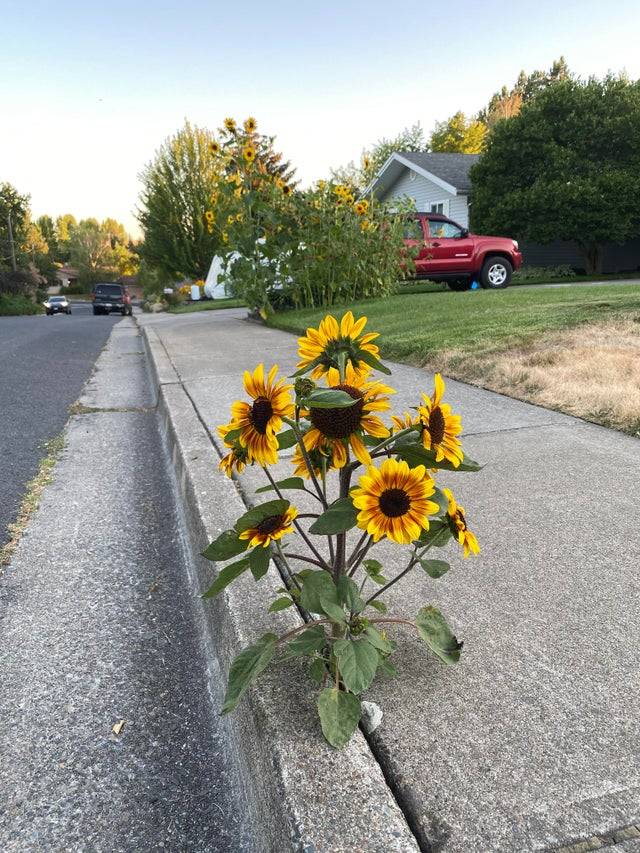Sunflower Sidewalk