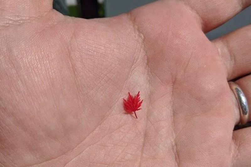 Tiny Maple Leaf on hand