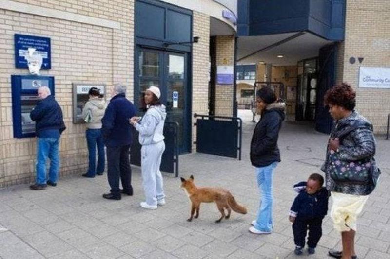 a fox in line at an atm