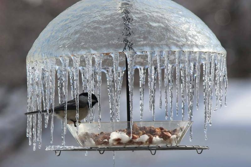 bird stands under umbrella made of ice