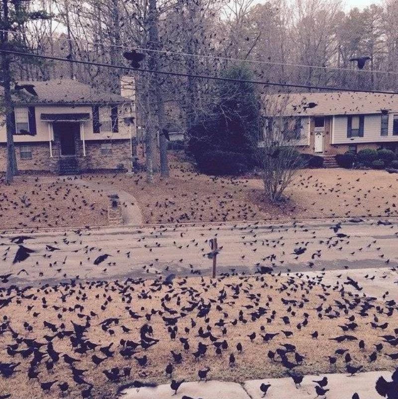 a ton of birds on someone's lawn