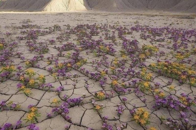rare desert flower blooming
