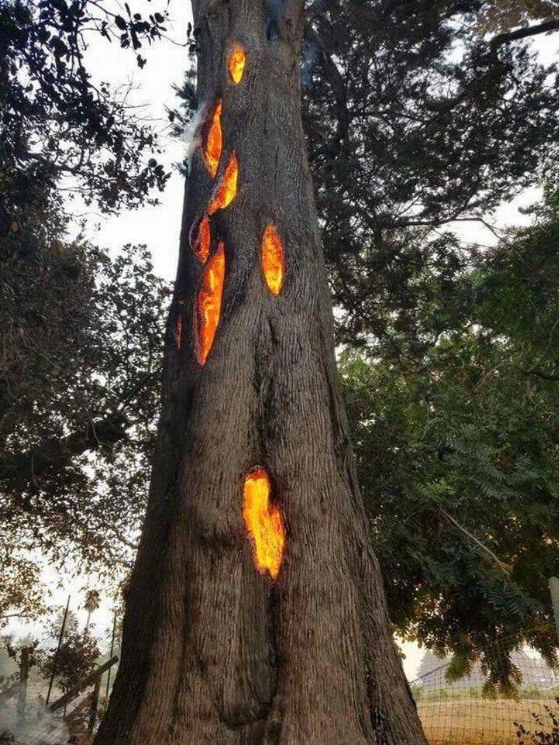 tree burning from inside after lightning strike