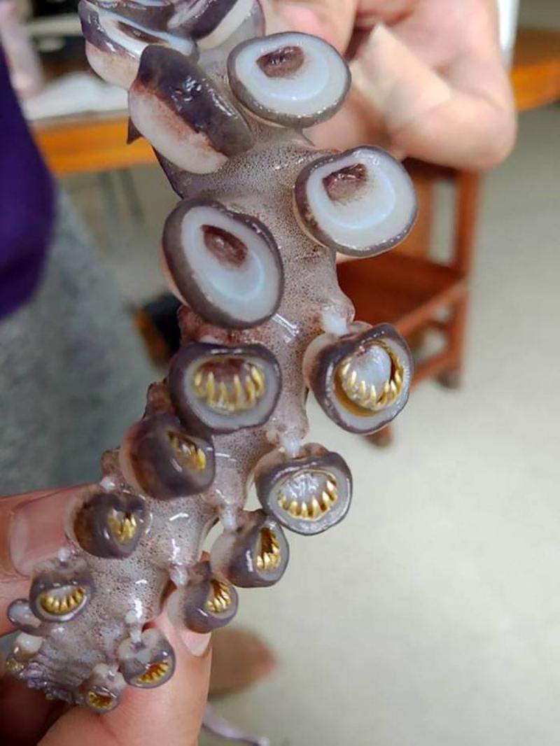 nature-is-scary-102-5e9fe366b02a1__700