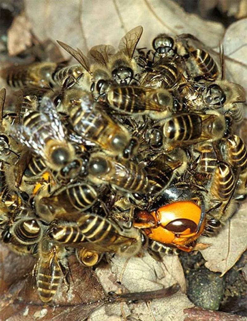 nature-is-scary-39-5eb116b155bbd__700