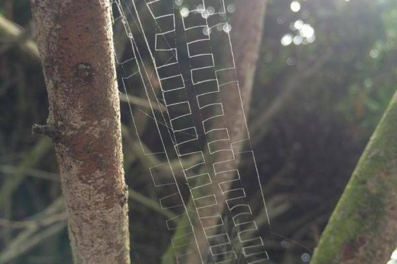 complicated web