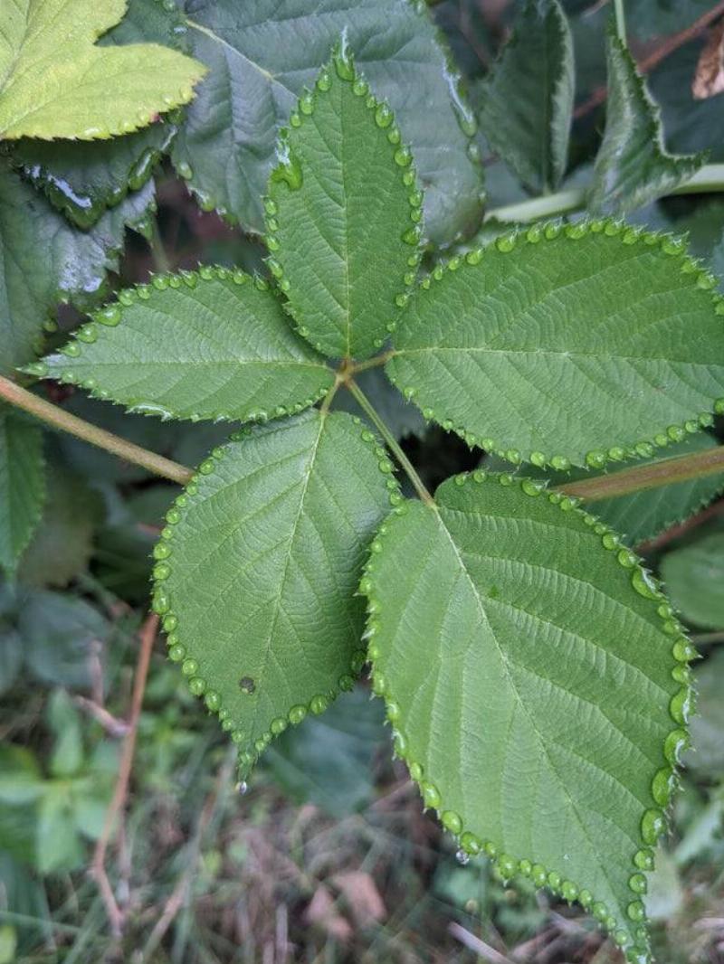 plant condensation frames leafs