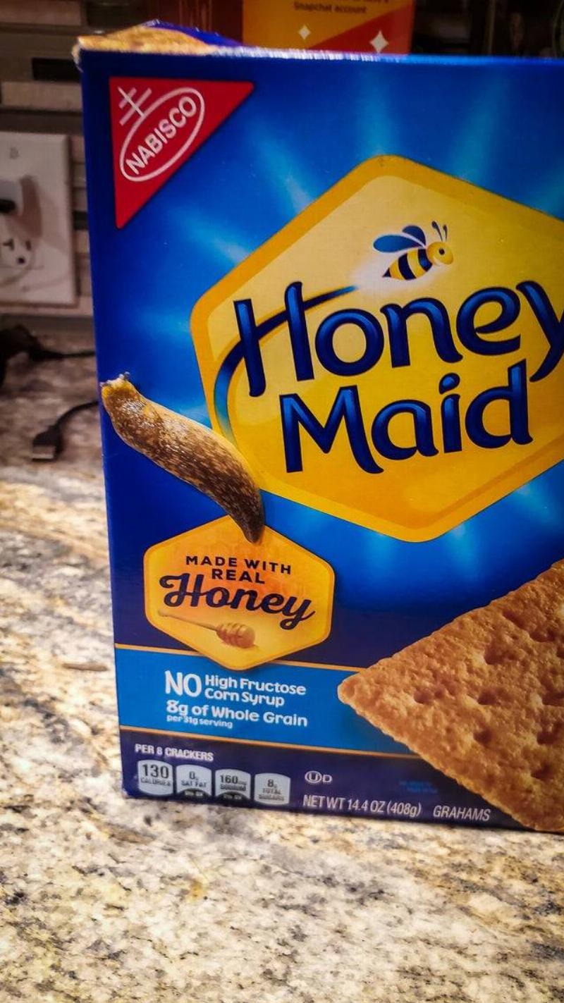 slug that kind of blends into a cracker box