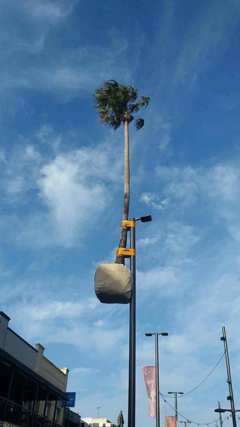 a tree taped to the top of a lamp post