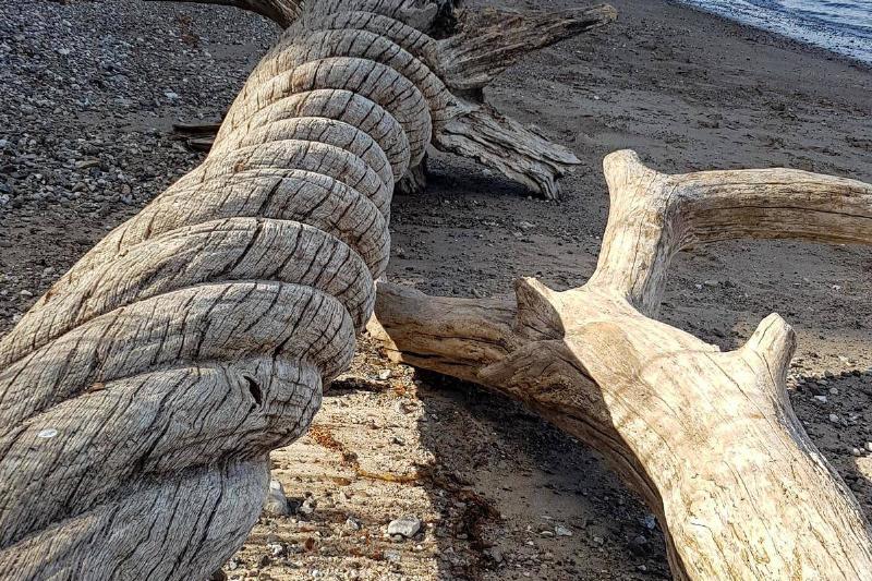 twisted driftwood found at the beach