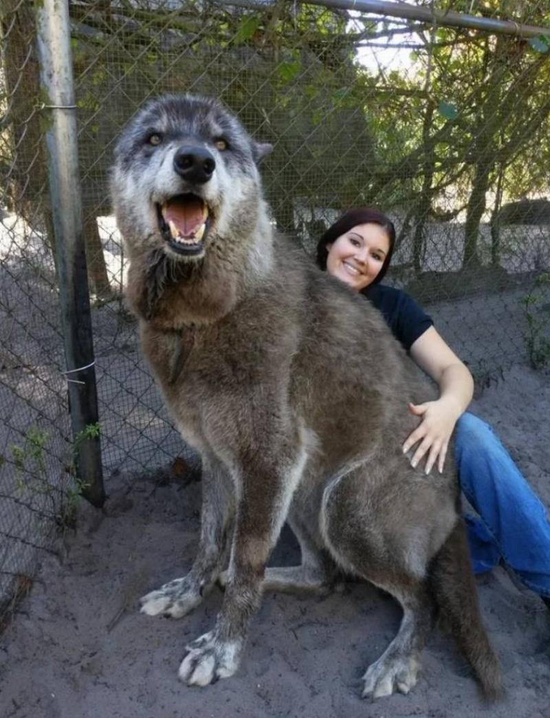 woman sits next to wolf, which is significantly taller than her