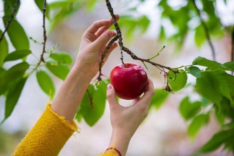 16 Renov Comidas Sanas 21 16 Renov Comidas Sanas 21