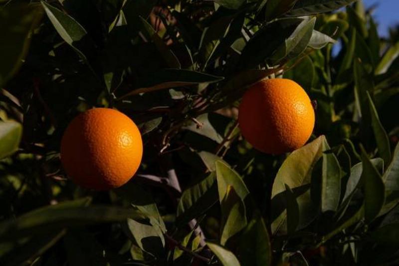 16 Renov Comidas Sanas 38 16 Renov Comidas Sanas 38