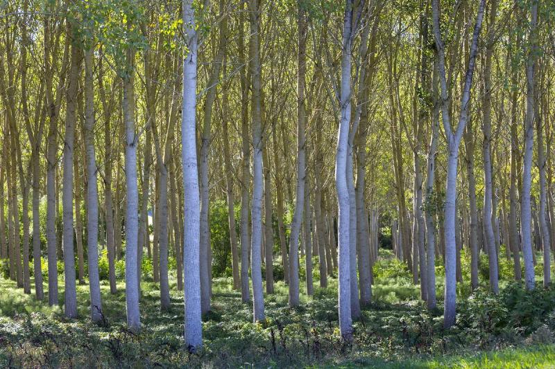 Birch Trees Copse in France Birch Trees Copse in France