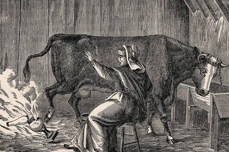 Picture of Mrs. O'Leary's cow 