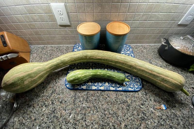 laaaarge gourd