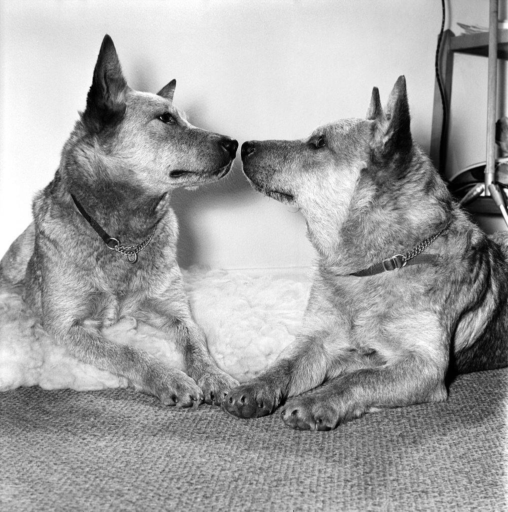 GettyImages-593271388