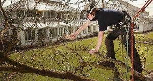 The 40 Worst Trees To Put In Your Yard – These Trees Can Be Dangerous When Planted