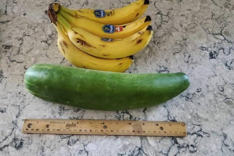 large cucumber near bananas for scale