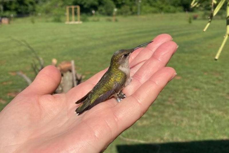 small bird in hand