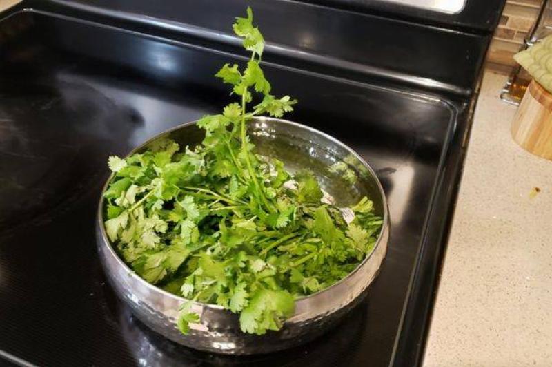 cilantro in bowl of water seems to be growing towards the light
