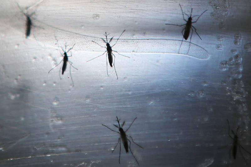 Several mosquitoes cling to a window.