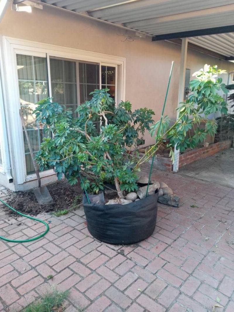 plant being re-planted