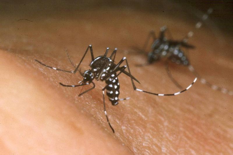 Two Asian tiger mosquitoes feed on a human.