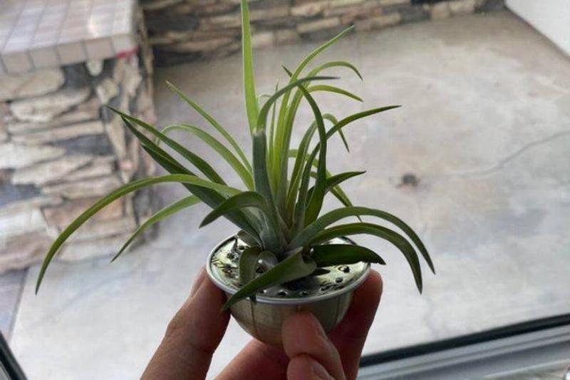 plant growing out of old coffee pod