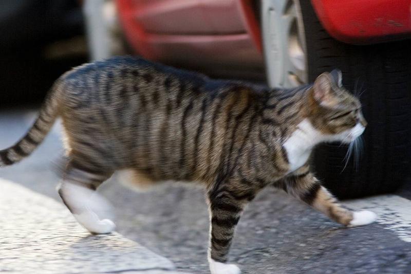 Cat walking 